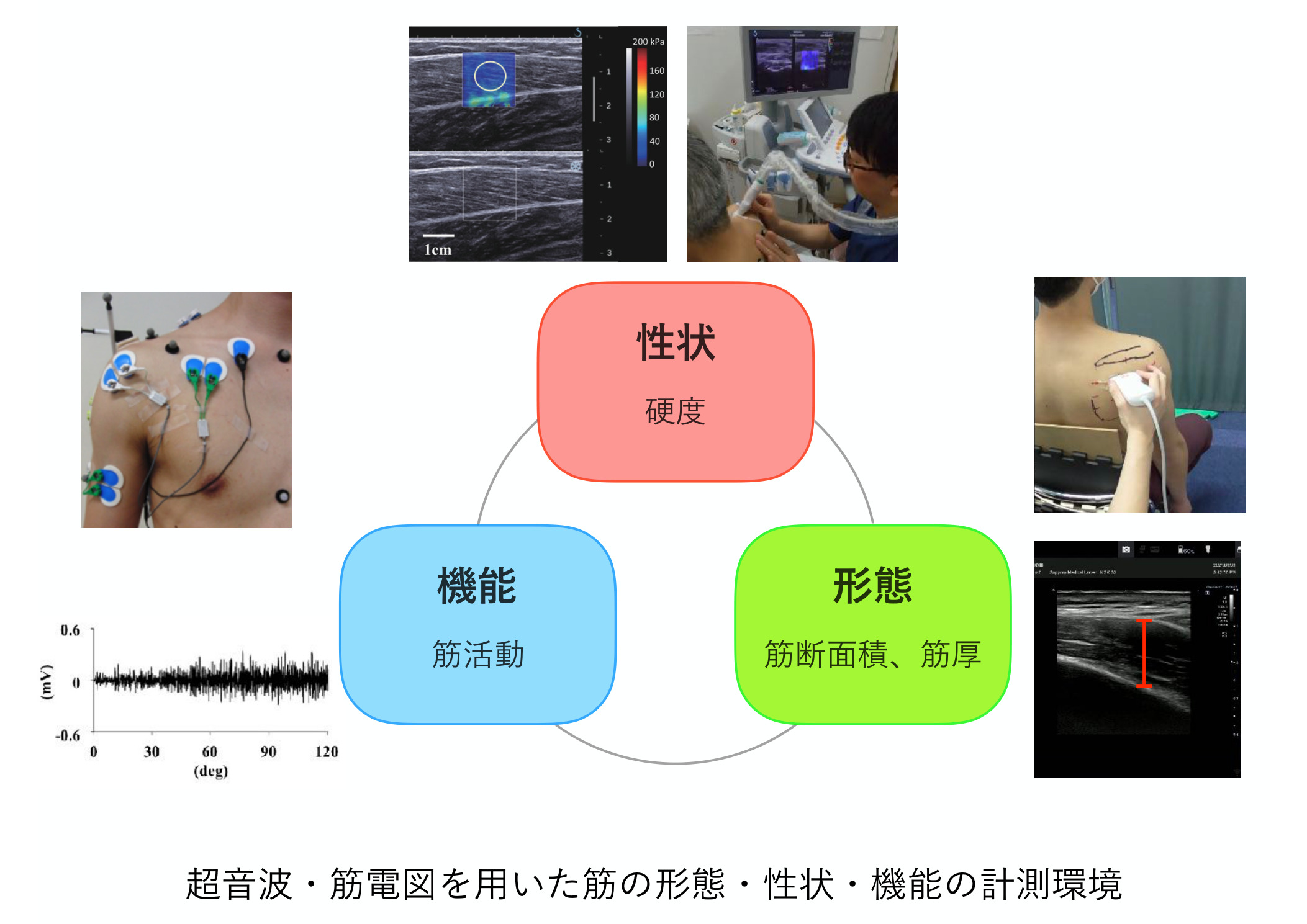 超音波・筋電図を用いた筋の形態・性状・機能の計測環境。性状（硬度）・機能（筋活動）・形態（筋断面積、筋厚）の三要素を示す図